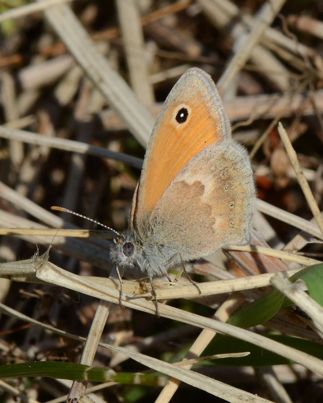 Quale Coenonympha?